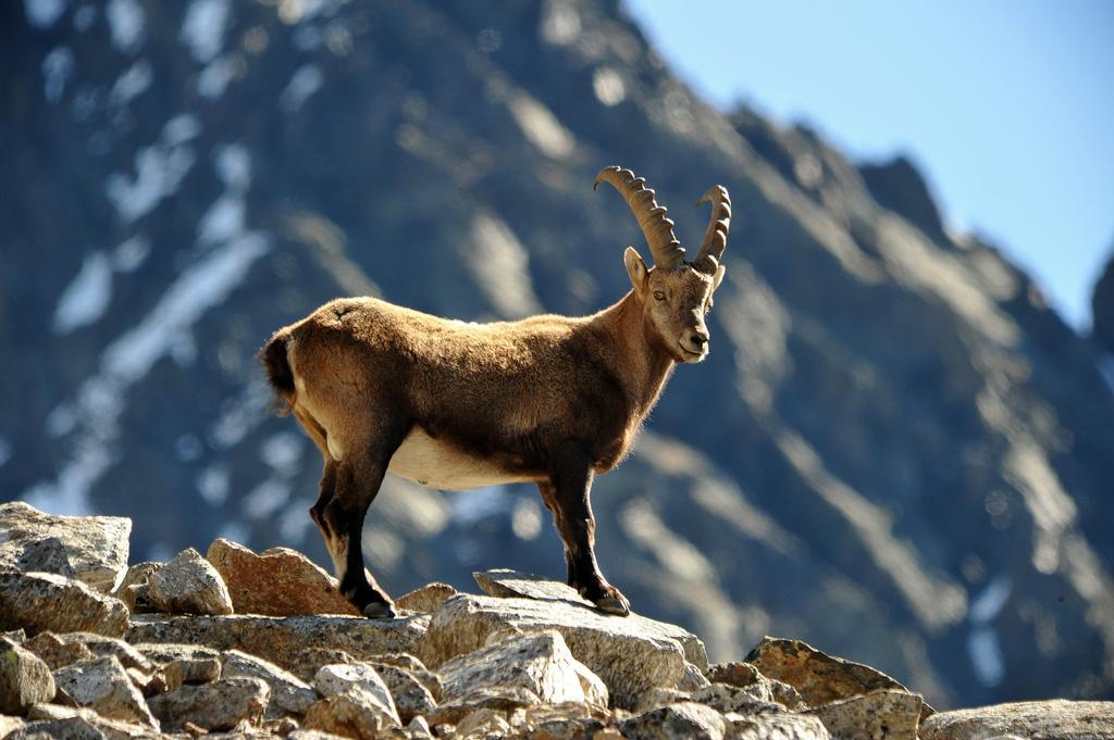 Apart Brigitta Sankt Leonhard im Pitztal Værelse billede